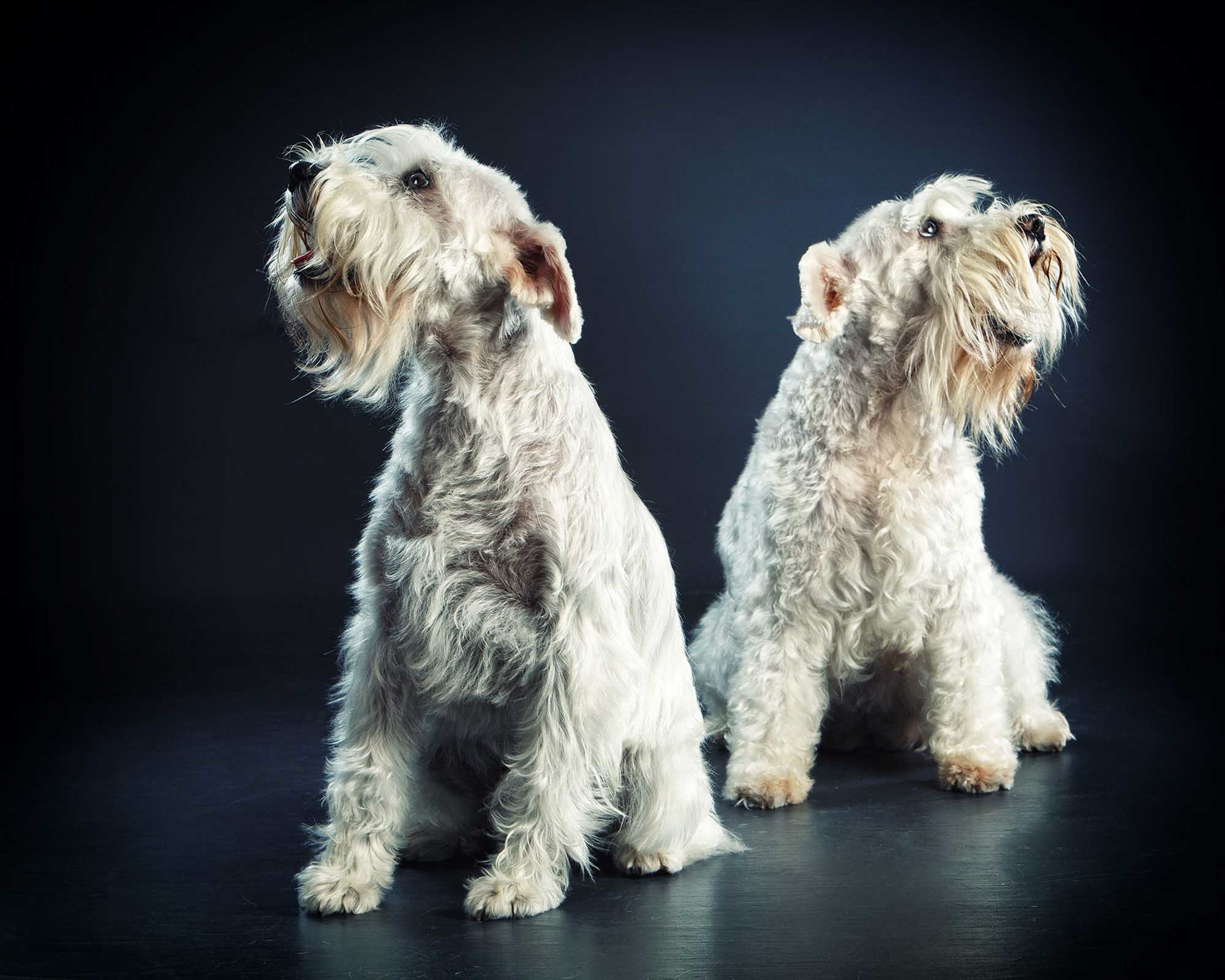 mascotas-alicante-elda-vicente-esteban-13