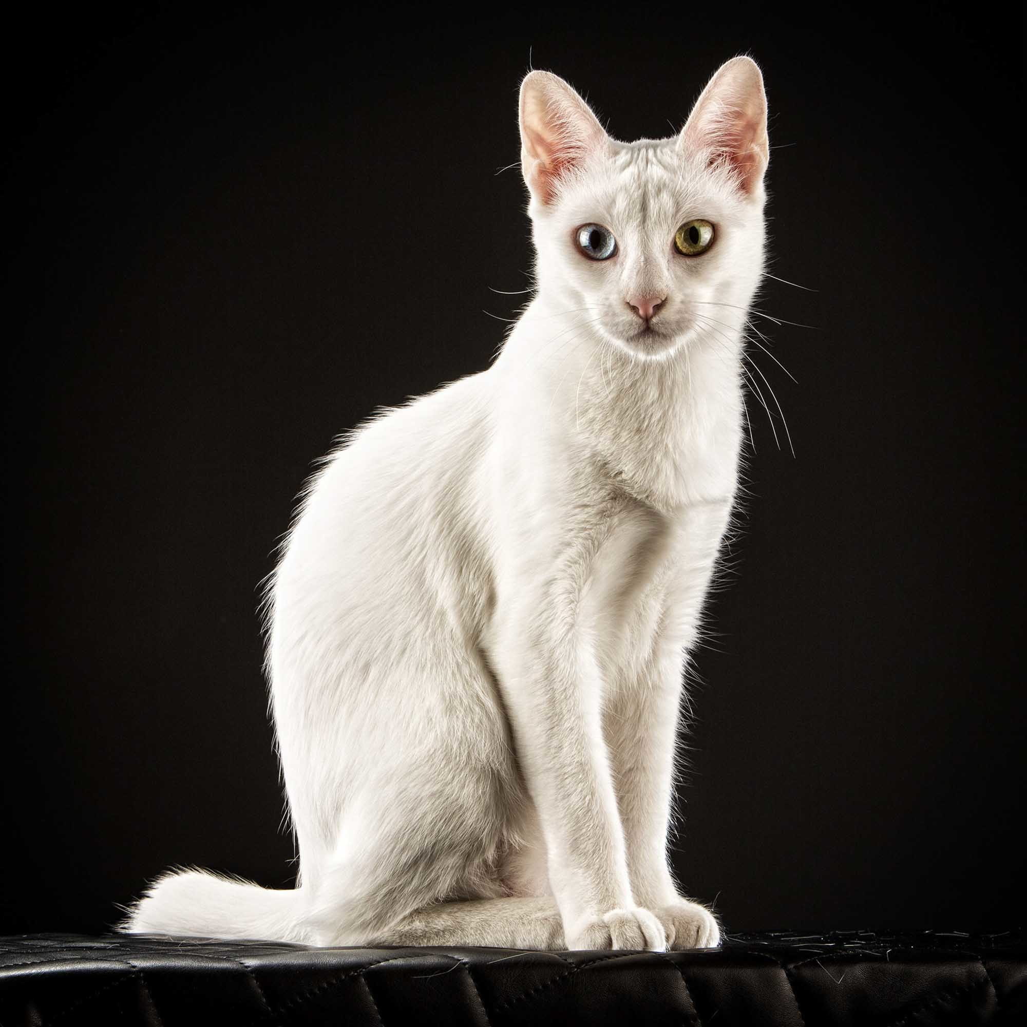 mascotas-alicante-elda-vicente-esteban-16