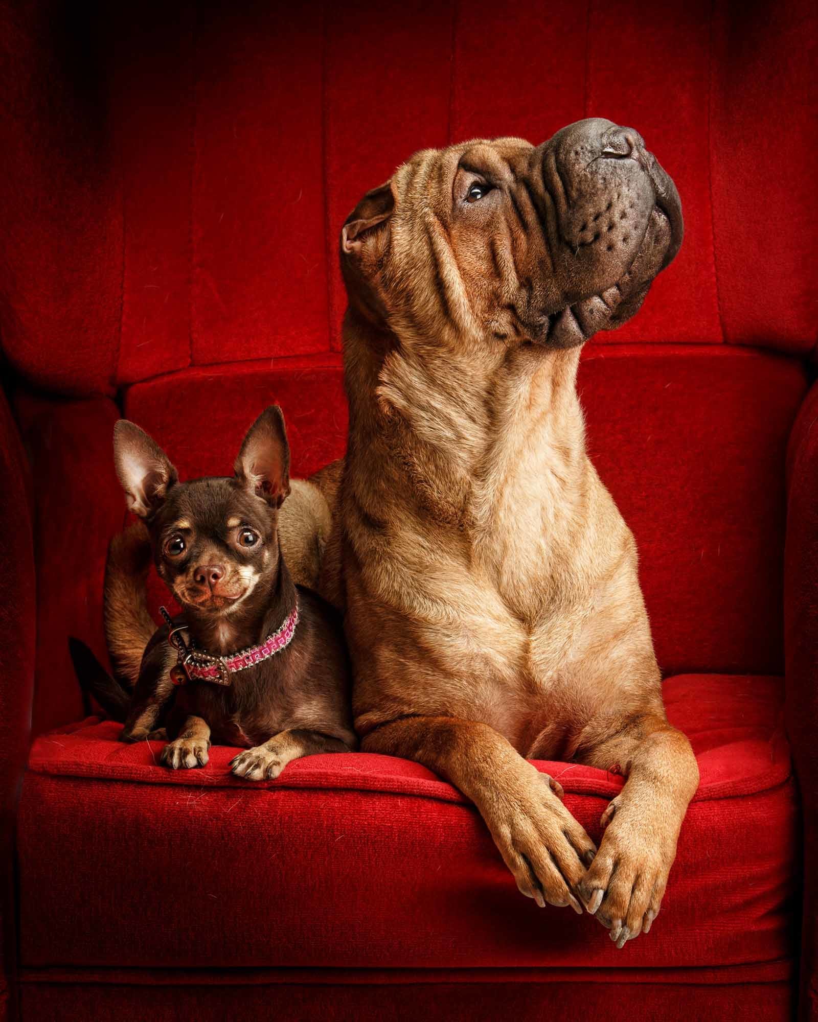 mascotas-alicante-elda-vicente-esteban-23